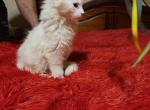 Teddy - Maine Coon Kitten For Sale - PA, US