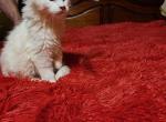 Sam - Maine Coon Kitten For Sale - PA, US