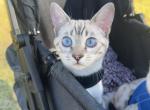 Solana - Bengal Kitten For Sale - 