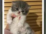 Persian gray and white male - Persian Kitten For Sale - 