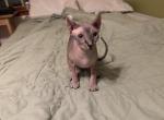 Light Tabby Male Two - Sphynx Kitten For Sale - 