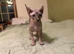 Light Tabby Female - Sphynx Kitten For Sale - Greenbrier, TN, US