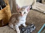 Giselle Babies - Ocicat Kitten For Sale