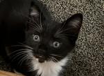 Noname - American Wirehair Kitten For Sale