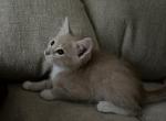 Noname1 - American Wirehair Kitten For Sale