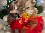 Summer - Sphynx Kitten For Sale - Columbus, OH, US