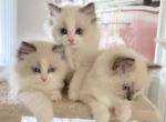 Ragdolls - Ragdoll Kitten For Adoption - Dallas, TX, US