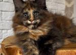 Era - Maine Coon Kitten For Sale - Houston, TX, US