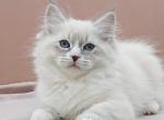 Fabio - Siberian Kitten For Sale - Boston, MA, US