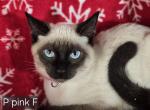 Siamese Seal Point Female - Siamese Kitten For Sale - NY, US