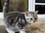 Scottish Straight Male - Scottish Straight Kitten For Sale - 