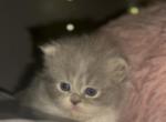 Bicolor Girl - Persian Kitten For Sale - Dearborn, MI, US