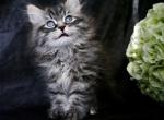 Cody - Siberian Kitten For Sale - Prospect Heights, IL, US