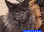 Selwyn and enola - Maine Coon Kitten For Sale - Mayfield, KY, US