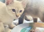 Siamese REDUCED PRICE - Siamese Kitten For Sale - 