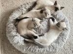 4 Lynx pt Balinese - Balinese Kitten For Sale