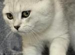 British Shorthair Silver Boy - British Shorthair Kitten For Sale - 