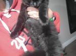 Shawdow - Domestic Kitten For Sale - New Tecumseth, on, CA