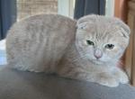 Baby - Scottish Fold Kitten For Sale - 