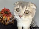 Usher Scottish Fold Blue Golden Male - Scottish Fold Kitten For Sale - Odessa, FL, US