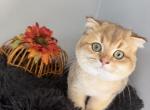 Ty Scottish Fold Golden Boy - Scottish Fold Kitten For Sale - Odessa, FL, US