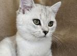 Chinchilla Silver Coconut - British Shorthair Kitten For Sale - Las Vegas, NV, US