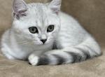 British Shorthair Silver Chinchilla - British Shorthair Kitten For Sale - 