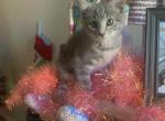 Thomas - Domestic Kitten For Adoption - Los Lunas, NM, US