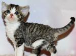 Roxy - Devon Rex Kitten For Sale - Norwalk, CT, US