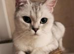 Kelly - British Shorthair Cat For Sale - 