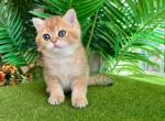 Cutie - Scottish Straight Kitten For Sale - Vancouver, WA, US