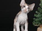 B buzz - Devon Rex Kitten For Sale - Norwalk, CT, US