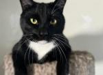 Teddy J Bear - Domestic Cat For Adoption - Glendale, AZ, US