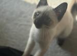 Siamese kittens - Siamese Kitten For Sale - Dearborn, MI, US