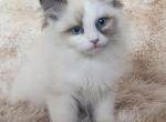 Ragdolls kittens males and females available - Ragdoll Kitten For Sale - Ellensburg, WA, US