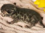 Viserra's Litter - Bengal Kitten For Sale - Casa Grande, AZ, US