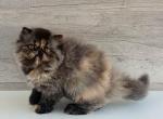 Milana - Persian Kitten For Sale - Pembroke Pines, FL, US