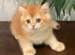 British Shorthair Bright Golden Shiba Marking - British Shorthair Kitten For Sale - Orlando, FL, US