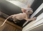 Kisulja - Sphynx Kitten For Sale - 