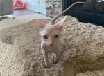 Cream Male Kitten - Sphynx Kitten For Sale - San Marcos, CA, US