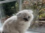 Ozzie - Scottish Fold Kitten For Sale - 