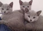 Russian blue litter 4 - Russian Blue Kitten For Sale - Silver Spring, MD, US