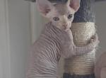 Lilac Male Kitten - Sphynx Kitten For Sale - San Marcos, CA, US