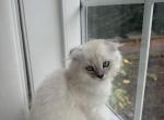 Maple - Scottish Fold Kitten For Sale - 