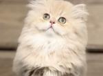 Long hair girl - British Shorthair Kitten For Sale - Des Moines, WA, US