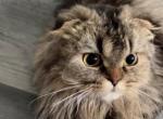 Cinnamon Scottish Fold Female - Scottish Fold Cat For Sale - Miami, FL, US