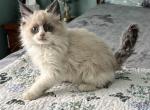 Male Black Collar - Ragdoll Kitten For Sale - 