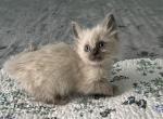 Female pink collar - Ragdoll Kitten For Sale - 