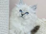 Gress - Siberian Kitten For Sale - Gurnee, IL, US