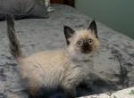 Male brown collar - Ragdoll Kitten For Sale - 